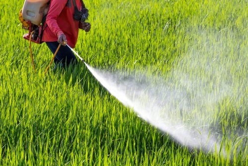 farmer spraying pesticide in the rice field farmer spraying pesticide in the rice field