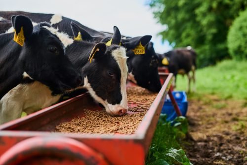 animal feed Sustainable, agriculture and cows eating on a farm for health, wellness and dairy supply. Industry, farming and cattle feeding outdoor in eco friendly, nature or livestock environment in countryside